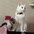 Turkish cat 2 thumbnail