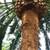 JOSE TREE CARE  SERVICE___________________________ALL SAN JOSE ,N 6 thumbnail