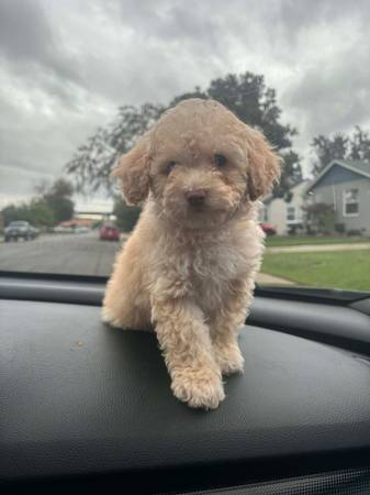 Mini Poodle 1