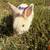 Netherland dwarf and silver marten rabbits 6 thumbnail