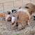 Kune Kune Pigs and Piglets 3 thumbnail