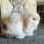Holland lop baby bunnies 3 thumbnail