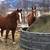 Holiday Horse Boarding Stables 7 thumbnail
