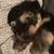 Cute pup 1 thumbnail