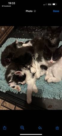 KITTENS 8 1/2 WEEKS OLD LITTERBOX TRAINED63874560804609121