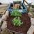 PLANTERS, RAISED GARDENING, FLOWER AND FRUIT 6 thumbnail