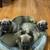 Cane Corso puppies 1 thumbnail