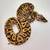 Ball Python Hatchlings to be Rehomed. 2 thumbnail