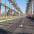 Date Palm Summer Special thru Sept 30th! (12'-14' TRUNK) 6 thumbnail