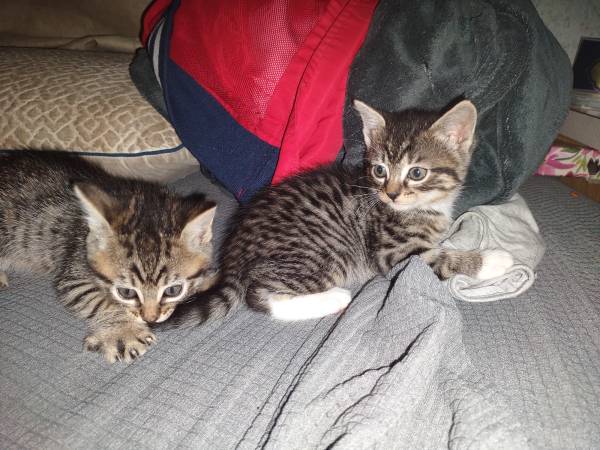 KITTEN FUUUR BABIES READY NOW !!!! 1