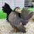 Serama Chickens 12 thumbnail