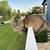 FOUND!   Gray Tabby Cat - Piper 1 thumbnail