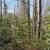 Nice Camp and 40 Acres on the Tioga River 4 thumbnail