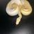 Albino pied ball python 3 thumbnail