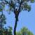 Tree removal, Tree Trimming, Tree Service 1 thumbnail