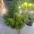 Outdoor Plants - Several New Plants Added 6 thumbnail