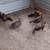 Richardson Reds and Grey Junglefowl 8 thumbnail