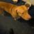 Lost Pitbulls 2 thumbnail