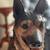 Nice Large German Shepherd Dog Statue 2 thumbnail