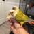 Tamed Conure pair 4 thumbnail