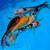 Large domestic butterfly koi 5 thumbnail