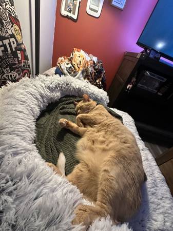 Loving Cat in need of home (Globe)63967288872706124