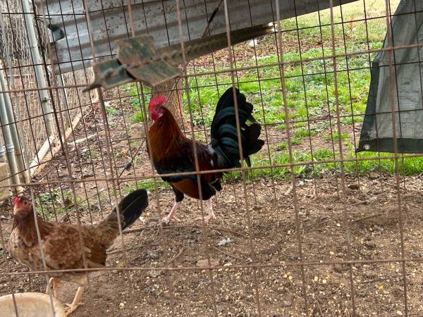 Kelso stag and sweater hen pair 1