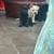 Rehoming puppies 4 thumbnail