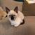 Siamese Maine Coon 1 thumbnail