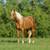 Quiet, Sure-Footed & Reliable 8yr Palomino Gelding 3 thumbnail