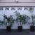 Chamaedorea and Dypsis Bamboo Palms 11 thumbnail