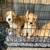 Goldendoodles 7 thumbnail
