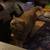 LOST FLAT FACED ORANGE CAT 1 thumbnail