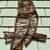 Vintage Lge Natural Bentwood Owl Wall Décor, Mid-Century ca. 1962 7 thumbnail