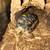 Red-Footed Tortoise & Complete Setup 2 thumbnail