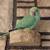 For Adoption: Indian Ringneck Parrot with cage toys food supplies 2 thumbnail