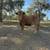 Florida Cracker CAttle - Heifer 5 thumbnail
