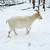 LAMANCHA GOAT DOES 1 thumbnail