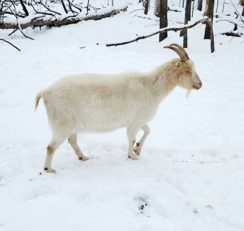 LAMANCHA GOAT DOES 1