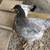 Cold hardy hens Chicks chickens pullets all female almost laying eggs 6 thumbnail