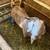 Meat goats 3 thumbnail
