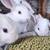 Rabbits - Hollander lop/ Dutch cross and Flemish 1 thumbnail