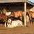 Holiday Horse Boarding Stables 8 thumbnail