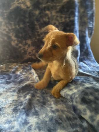 yorkie mixed pups (Carbondale)63688376404483124