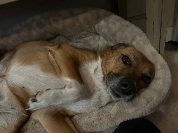 Aussie mix female (Yelm)63853464985857120