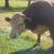 Hereford Bull 6 thumbnail