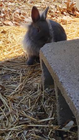 Bunnies (Rockfield Ky)63663775079809121