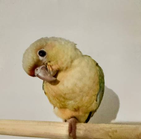 Conure Mint (Everett)63858405102339122