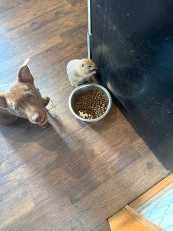 Perro de las praderas y jaula completamente nueva (Princeton wva)63925253376771120