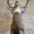 Mule Deer Shoulder Mount 5 thumbnail